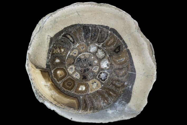 Polished Ammonite (Dactylioceras) Half - England #103783